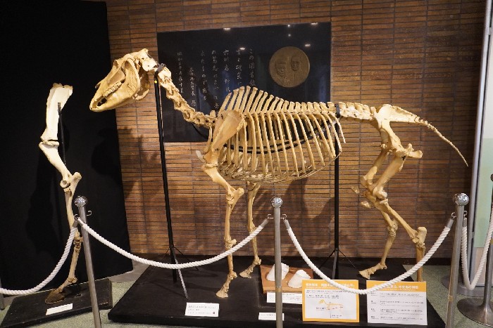 からだ Body :: museum-education-kisohorse