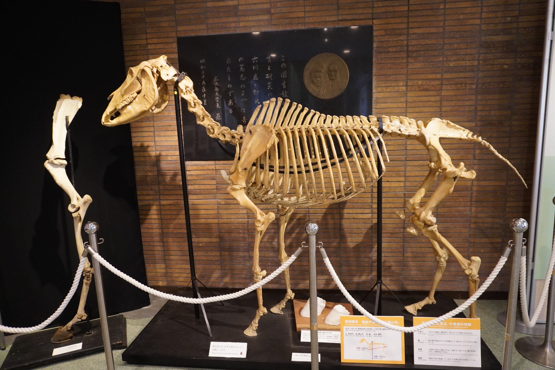 からだ Body :: museum-education-kisohorse